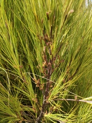 Dracophyllum acerosum