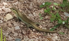 Trachylepis wahlbergii