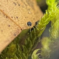 Sminthurinus minutus