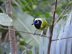 Cyanocorax yncas speciosus