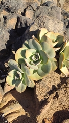 Aeonium valverdense