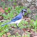 Southeastern Blue Jay - Photo (c) Cole Gaerber, some rights reserved (CC BY-NC), uploaded by Cole Gaerber