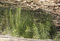 Wahlenbergia graniticola