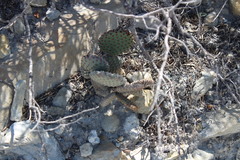 Opuntia rufida