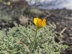 Lotus sessilifolius