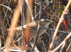 Helopsaltes certhiola