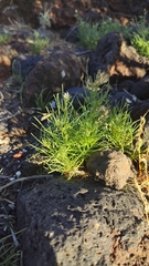 Spergularia flaccida