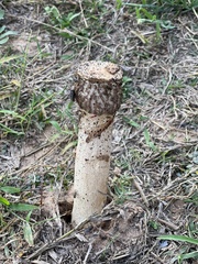 Itajahya galericulata