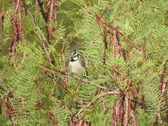 Baeolophus wollweberi phillipsi