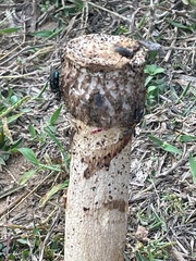 Itajahya galericulata