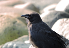 Corvus brachyrhynchos hesperis