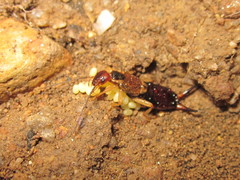 Forficula auricularia