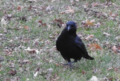 Corvus brachyrhynchos brachyrhynchos