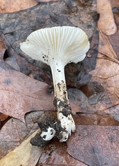 Hygrophorus