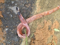 Clelia equatoriana