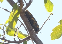 Hippomelas sphenicus