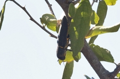 Hippomelas sphenicus