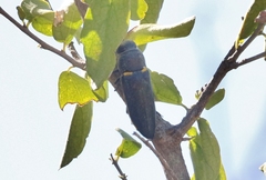 Hippomelas sphenicus