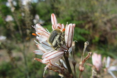 Tropinota squalida