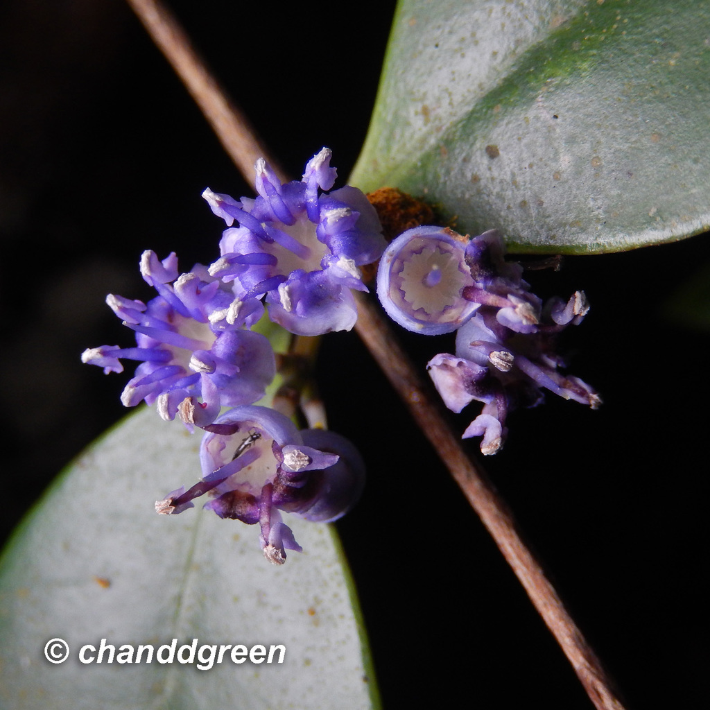 Memecylon ligustrifolium (Memecylon ligustrifolium)