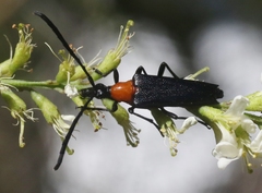 Cyphonotida rostrata