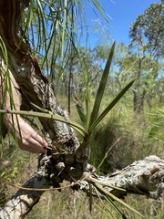 Dendrobium canaliculatum