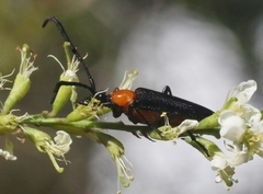Cyphonotida rostrata