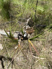 Dendrobium canaliculatum