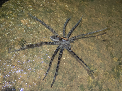Dolomedes mizhoanus