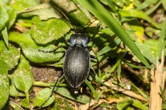 Carabus amplipennis