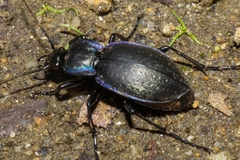 Carabus amplipennis