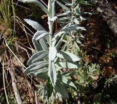 Senecio lineatus