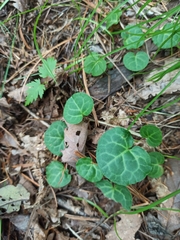 Pyrola renifolia