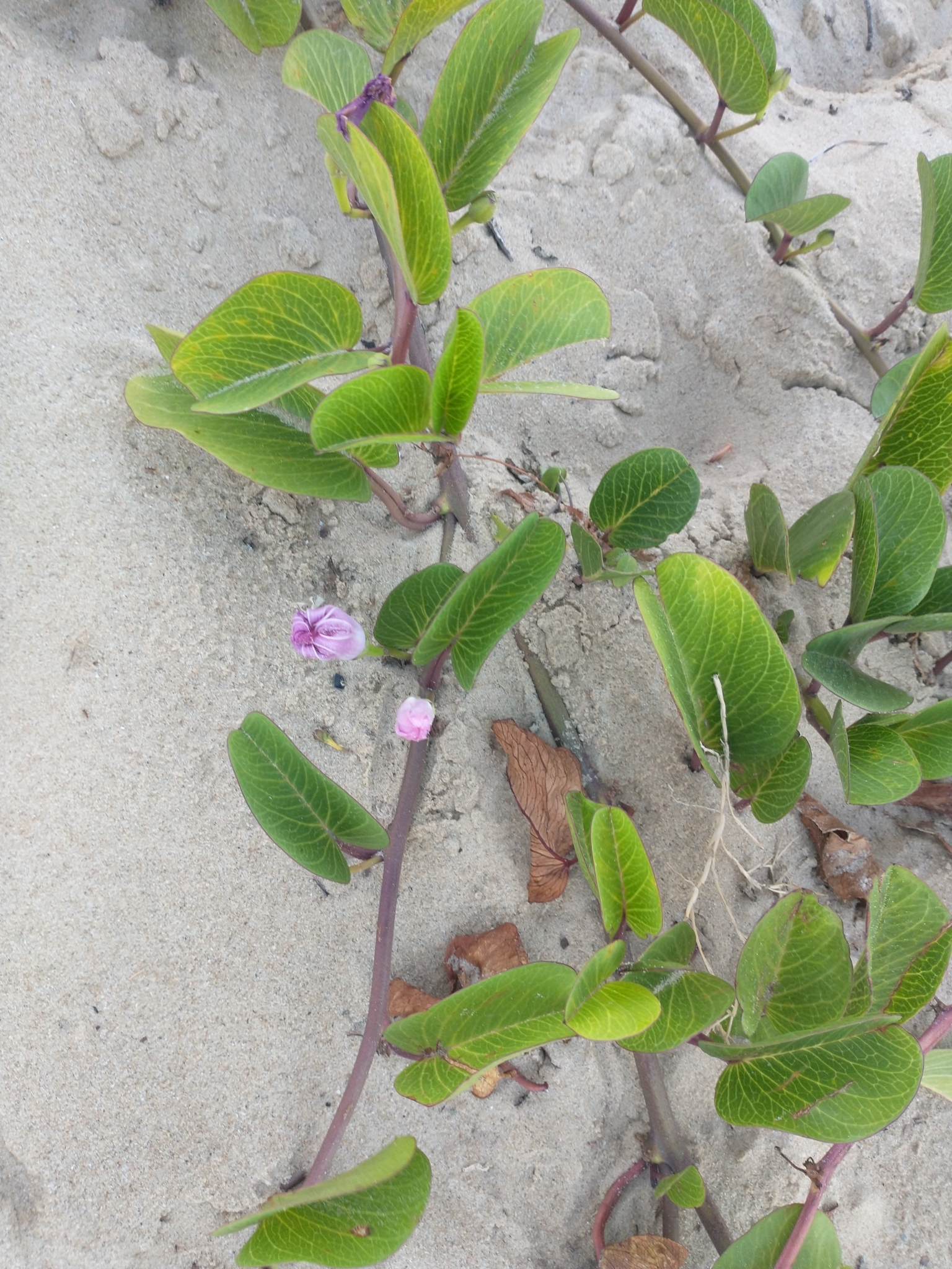 Ipomoea pes-caprae