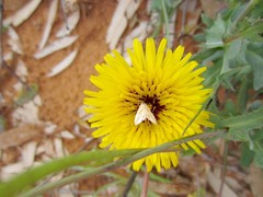 Reichardia tingitana