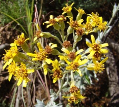 Senecio lineatus