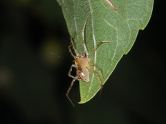 Phycosoma digitula
