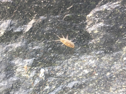 Wharf Louse