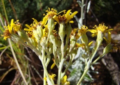 Senecio lineatus