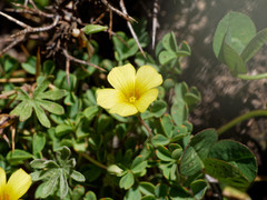 Oxalis subacaulis
