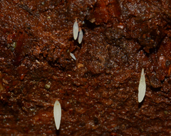 Mucronella fusiformis