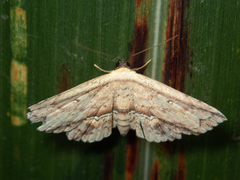 Hyposada ruptifascia