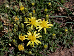 Gutierrezia baccharoides