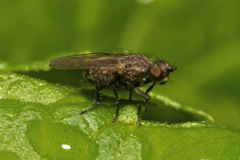 Schoenomyza litorella