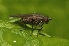 Schoenomyza litorella