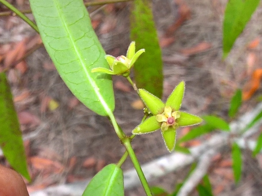 Blepharodon bicuspidatus