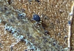 Sminthurinus minutus