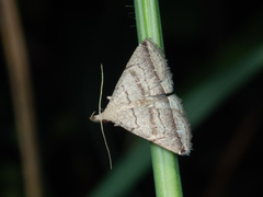 Lysimelia neleusalis