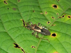 Acanthaspis westermanni