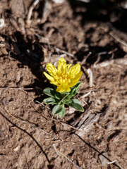 Gutierrezia baccharoides
